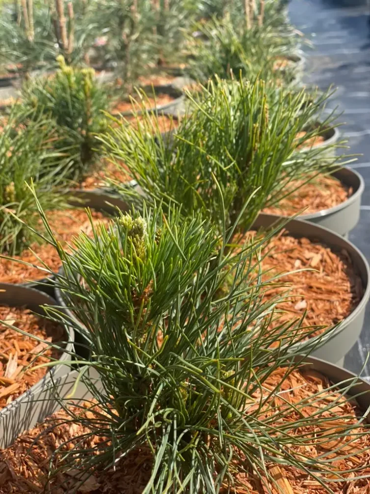 1C70EED4-0124-448A-A5AF-E8F08BFD16EB_1_105_c